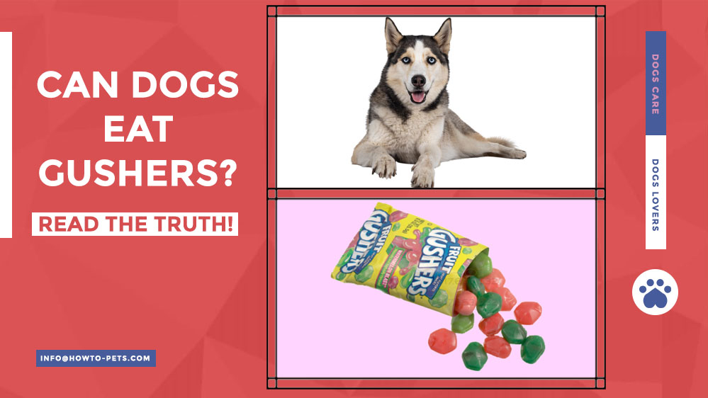 can dogs eat gushers Can Dogs Eat Gushers? [Are Gushers Safe For Dogs?]