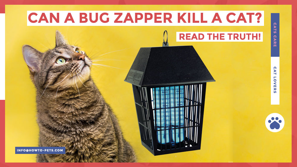 can a bug zapper kill a cat Can A Bug Zapper Kill A Cat? [Risks & Alternatives]