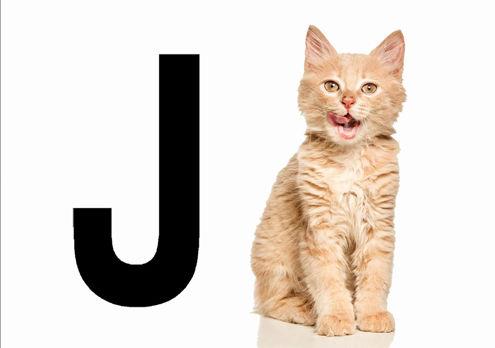 cat names that start with j 350+ Cat Names That Start With J For 2023 [Male And Female Ideas]