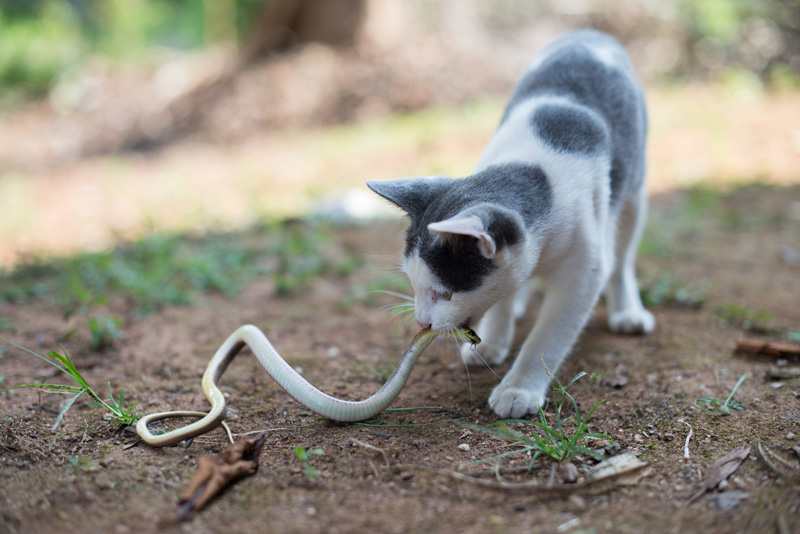 can a cat kill a snake Can A Cat Kill A Snake? And Which Breed Of Cats Can Kill Snakes?