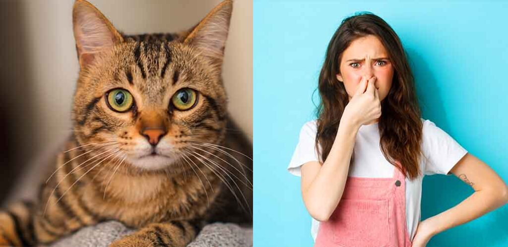 why does my cat smell like poop Why Does My Cat Smell Like Poop? [The Reasons & How To Prevent It]