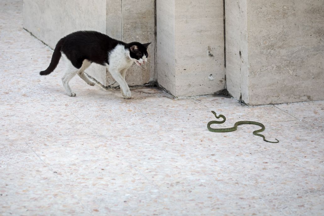 Best Cats For Killing Snakes Best Cats For Killing Snakes [All Cat Breeds That Can Kill Snakes]