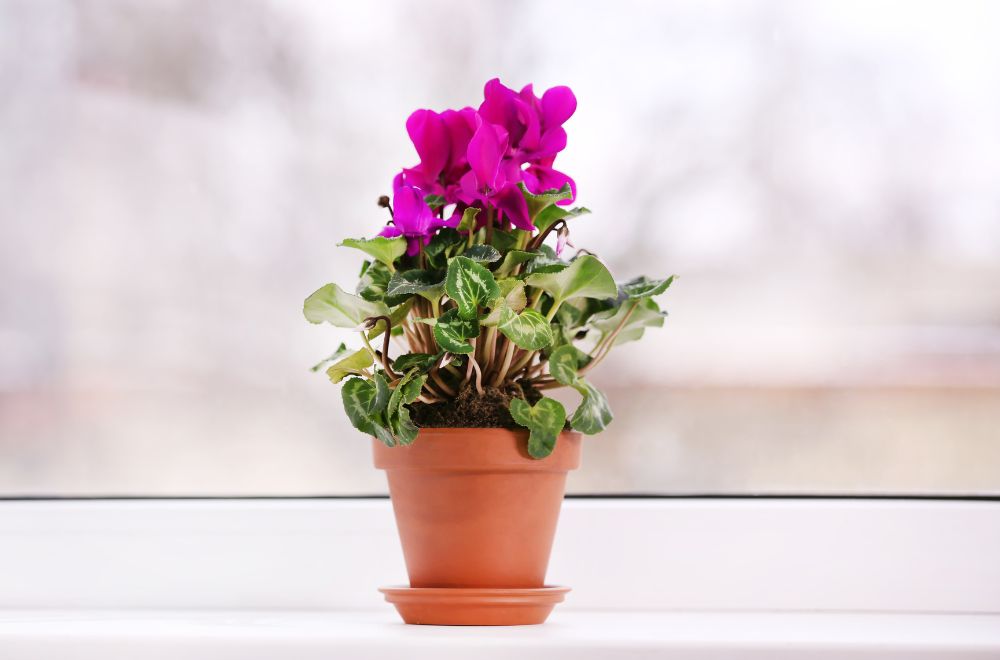 Cyclamen Most Toxic Plants for Cats [A Veterinarians Guide]