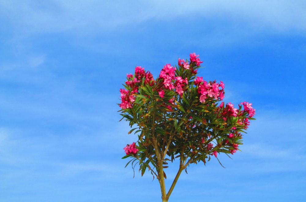 Oleander Most Toxic Plants for Cats [A Veterinarians Guide]