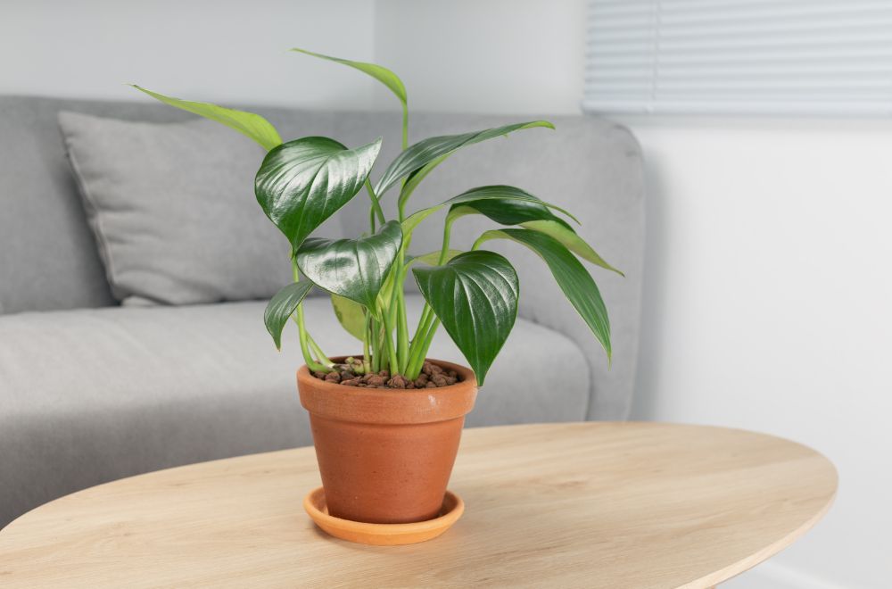Philodendron Most Toxic Plants for Cats [A Veterinarians Guide]