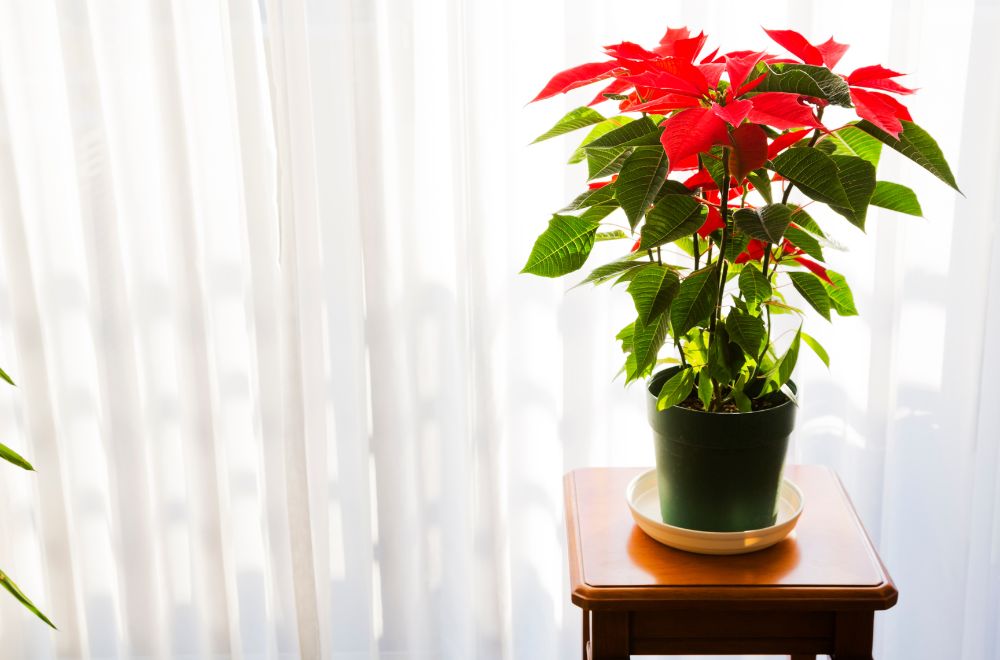 Poinsettia Most Toxic Plants for Cats [A Veterinarians Guide]