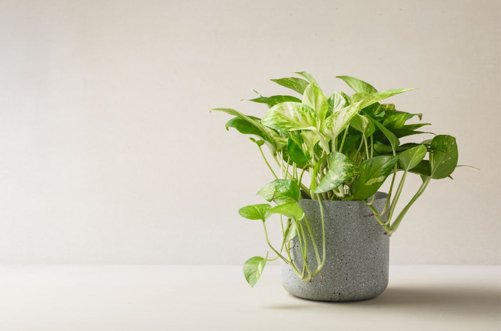 Pothos Most Toxic Plants for Cats [A Veterinarians Guide]