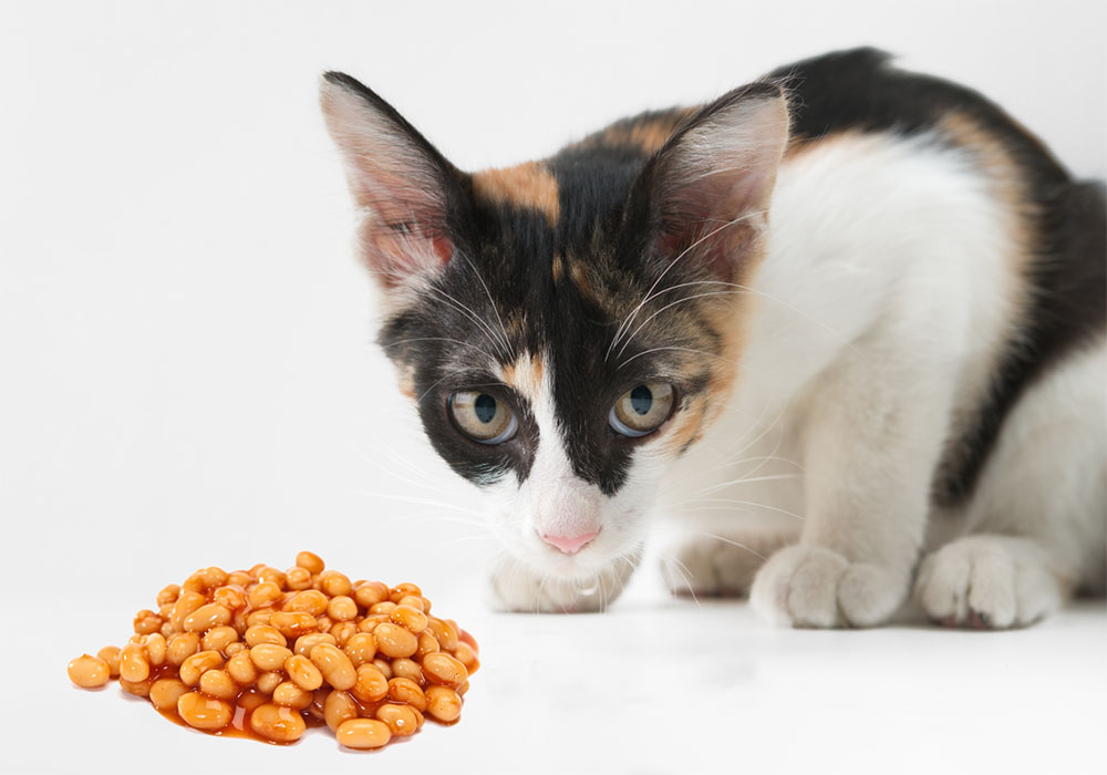 can cats eat beans Can Cats Eat Beans? [Green, Cooked, Refried, And Canned]