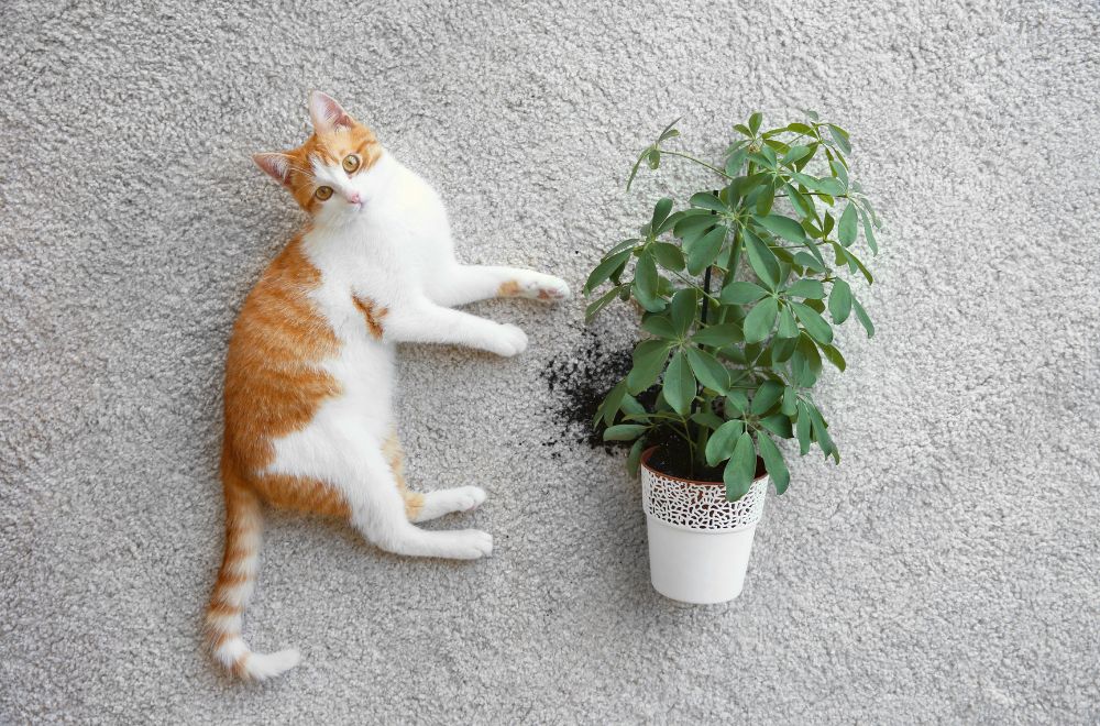 toxic plants for cats Most Toxic Plants for Cats [A Veterinarians Guide]