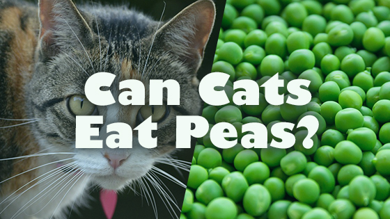 can cats eat peas Can Cats Eat Peas? [Raw, Cooked, Canned, Frozen, or Split]