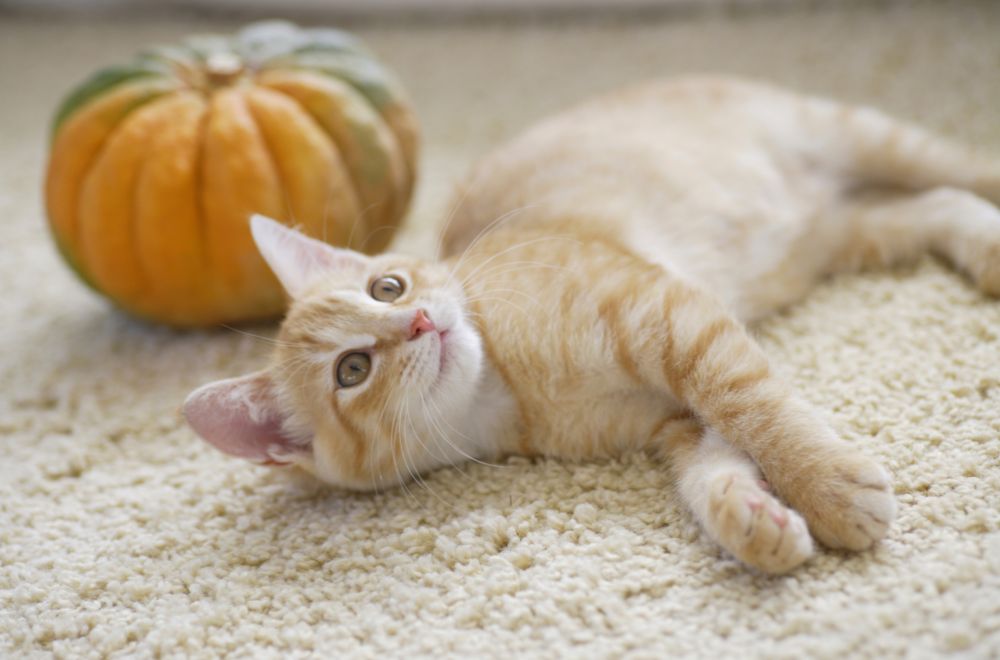 can cats eat pumpkin Can Cats Eat Pumpkin? [Raw, Cooked, or Canned]